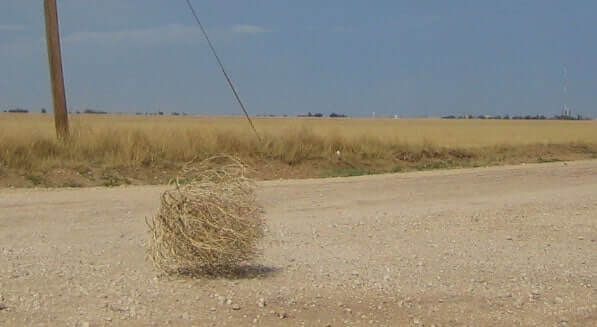 tumbleweed rolling 2