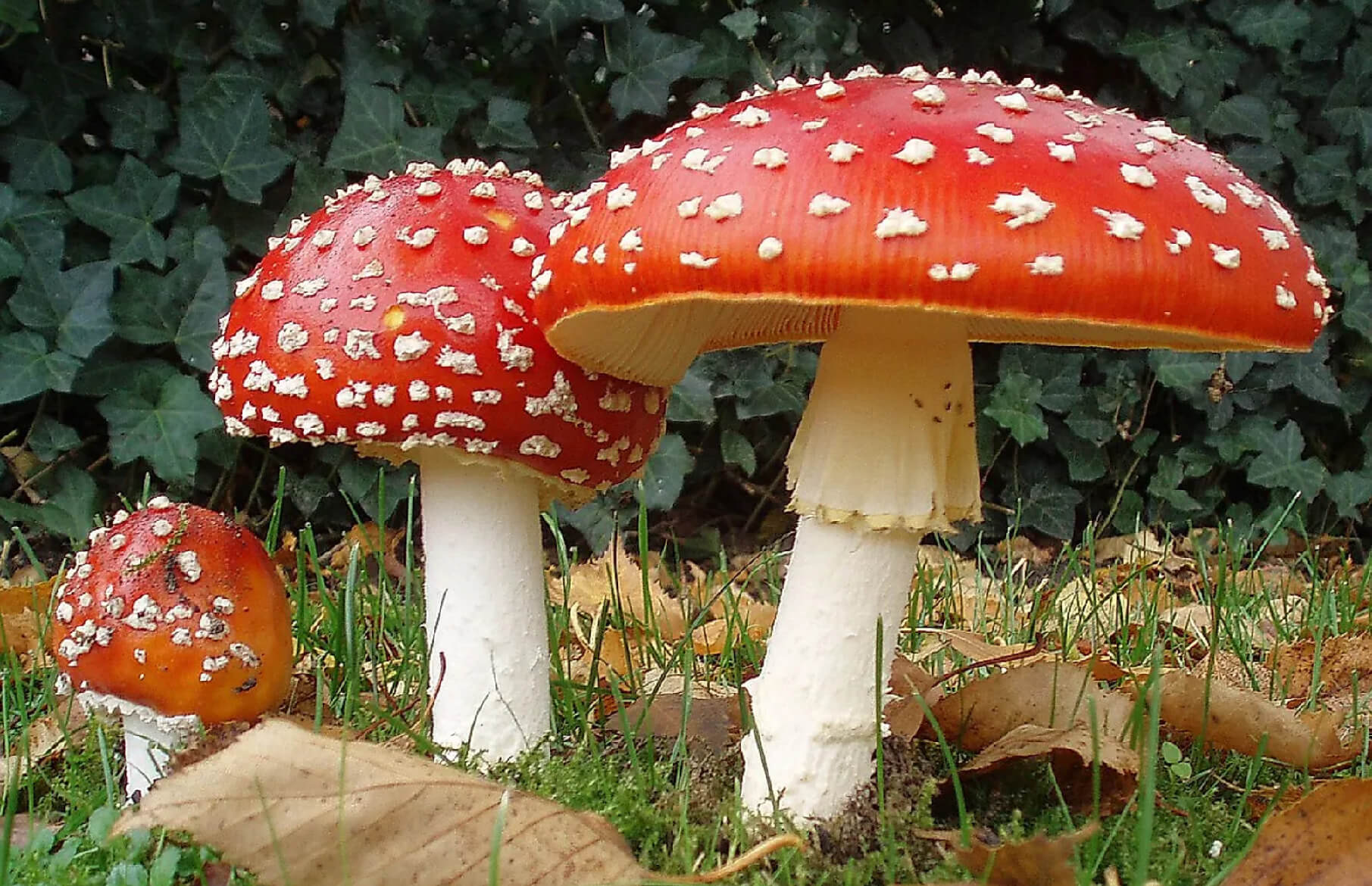 dangerous mushrooms